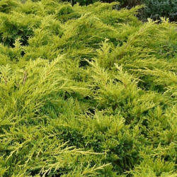 JUNIPERUS media Pfitzeriana AUREA