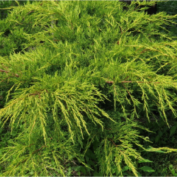 JUNIPERUS media Pfitzeriana AUREA