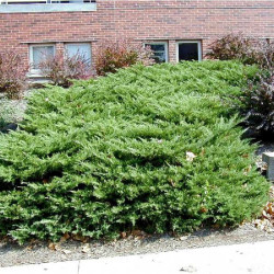 JUNIPERUS media WILHELM PFITZERIANA