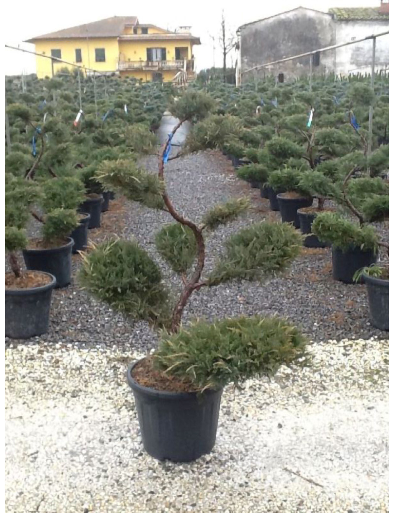 JUNIPERUS media WILHELM PFITZERIANA En pot forme bonsaï
