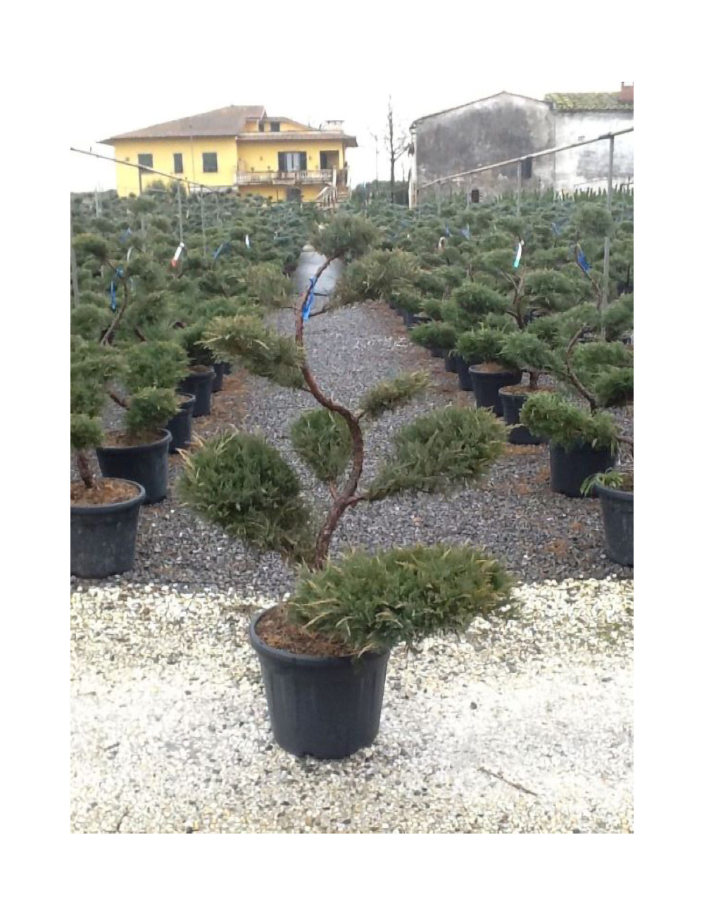 JUNIPERUS media WILHELM PFITZERIANA En pot forme bonsaï