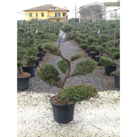 JUNIPERUS media WILHELM PFITZERIANA En pot forme bonsaï