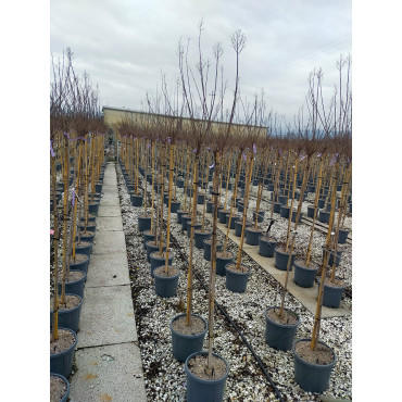 LAGERSTROEMIA ENDURING® PINK (Lilas des Indes)