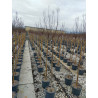 LAGERSTROEMIA BLACK SOLITAIRE BEST RED® (Lilas des Indes)