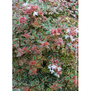 ABELIA grandiflora TRICOLOR CHARM (R) (Abélia TRICOLOR CHARM ®)
