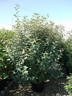 ELAEAGNUS ebbingei (Chalef - Arbre)