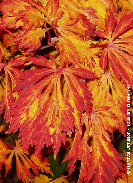 erable-du-japon-a-feuilles-daconit-acer-japonicum-aconitifolium.jpg