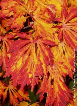 ACER japonicum ACONITIFOLIUM