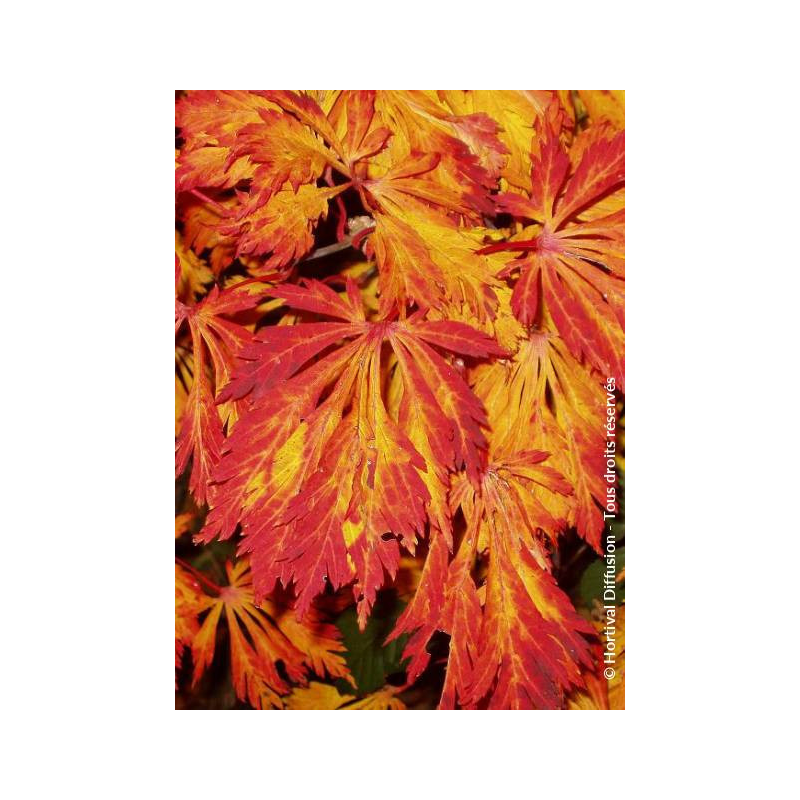 ACER japonicum ACONITIFOLIUM