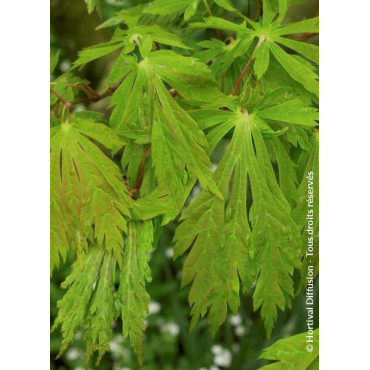 ACER japonicum ACONITIFOLIUM (Érable du Japon à feuille d'aconit)1