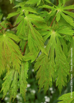 erable-du-japon-a-feuilles-daconit-acer-japonicum-aconitifolium-1.jpg