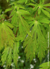 erable-du-japon-a-feuilles-daconit-acer-japonicum-aconitifolium-1.jpg