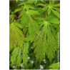 ACER japonicum ACONITIFOLIUM (Érable du Japon à feuille d'aconit)1