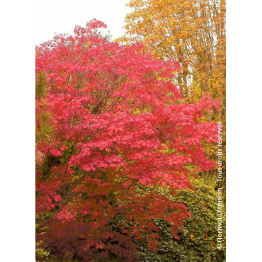 ACER japonicum ACONITIFOLIUM (Érable du Japon à feuille d'aconit)2