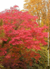erable-du-japon-a-feuilles-daconit-acer-japonicum-aconitifolium-2.jpg