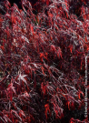 erable-du-japon-enkan-acer-palmatum-enkan-1.jpg