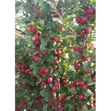 MALUS APPLETINI ® (Pommier d'ornement)1