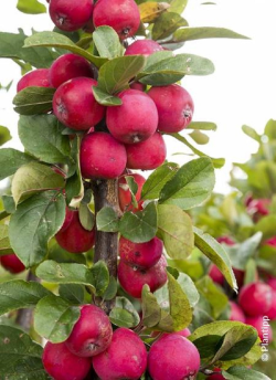 MALUS APPLETINI