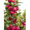 MALUS APPLETINI ® (Pommier d'ornement)6