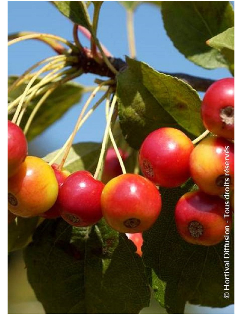 MALUS RED JEWEL 'Jewelcole'