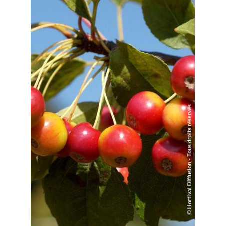 MALUS RED JEWEL 'Jewelcole'