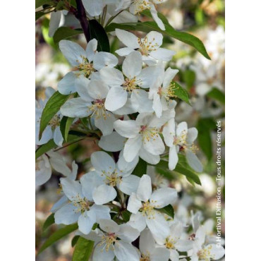 MALUS RED JEWEL 'Jewelcole'2