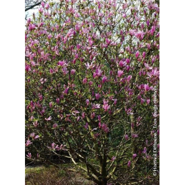 MAGNOLIA SUSAN (Magnolier)