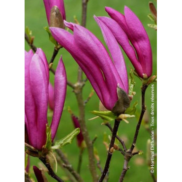 MAGNOLIA SUSAN (Magnolier)