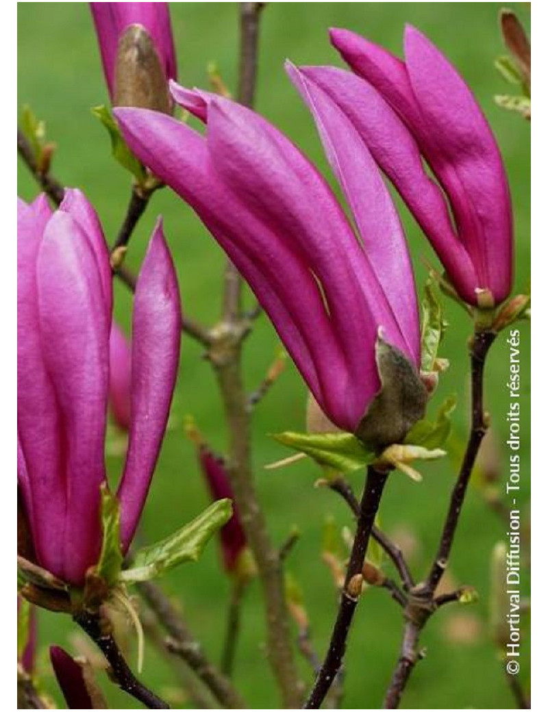 MAGNOLIA SUSAN (Magnolier) MAGNOLIA SUSAN (Magnolier)