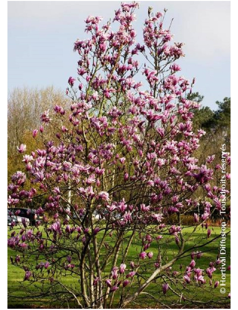 MAGNOLIA SUSAN (Magnolier)