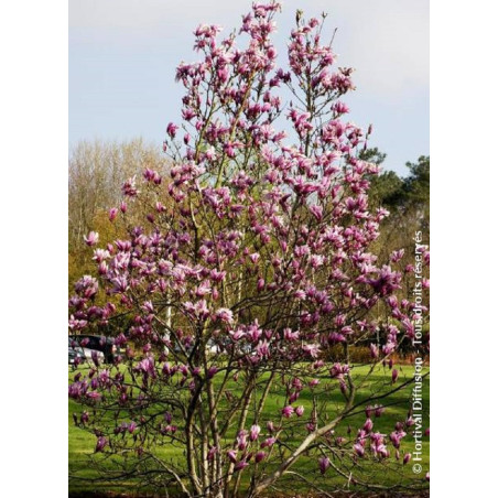 MAGNOLIA SUSAN (Magnolier)