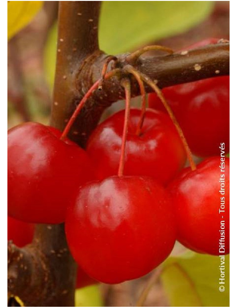 MALUS RED SENTINEL (Pommier d'ornement)3