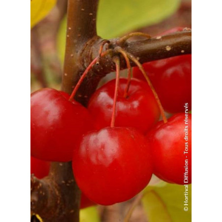 MALUS RED SENTINEL (Pommier d'ornement)3