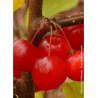 MALUS RED SENTINEL (Pommier d'ornement)3