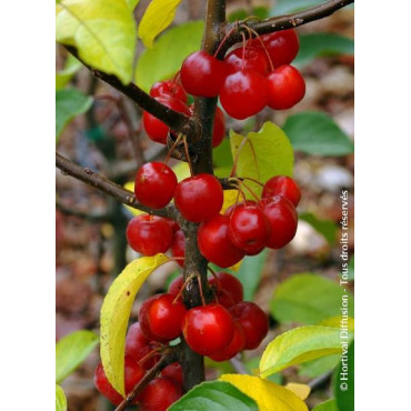 MALUS RED SENTINEL (Pommier d'ornement)