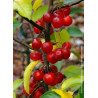 MALUS RED SENTINEL (Pommier d'ornement)
