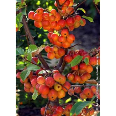 MALUS RED SENTINEL (Pommier d'ornement)1