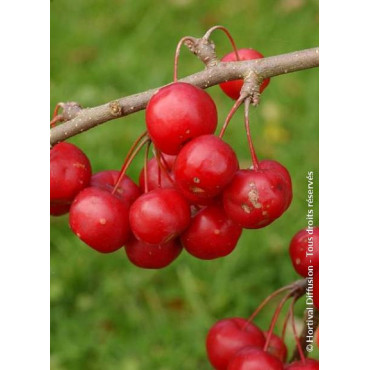 MALUS RED SENTINEL (Pommier d'ornement)2