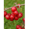 MALUS RED SENTINEL (Pommier d'ornement)2