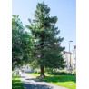 SEQUOIA sempervirens (Séquoia à feuilles d'if, Red wood de Californie)3