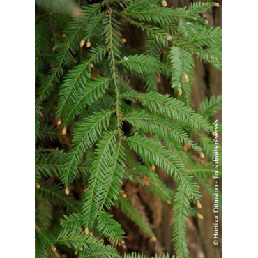 SEQUOIA sempervirens (Séquoia à feuilles d'if, Red wood de Californie)