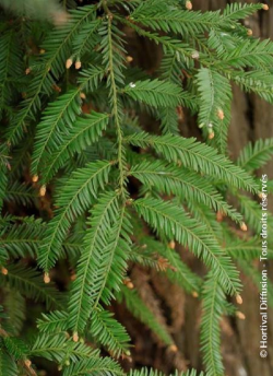 SEQUOIA sempervirens