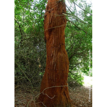 SEQUOIA sempervirens (Séquoia à feuilles d'if, Red wood de Californie)1