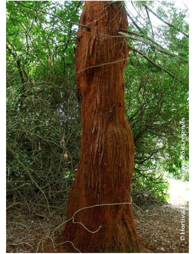 SEQUOIA sempervirens (Séquoia à feuilles d'if, Red wood de Californie)1