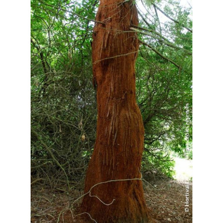 SEQUOIA sempervirens (Séquoia à feuilles d'if, Red wood de Californie)1