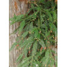 SEQUOIA sempervirens (Séquoia à feuilles d'if, Red wood de Californie)2