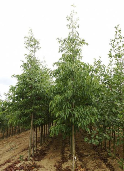 aulne-de-spaeth-alnus-spaethii-1.jpg