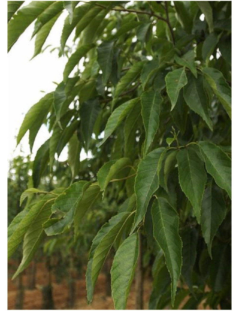 ALNUS spaethii