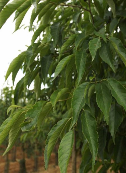 aulne-de-spaeth-alnus-spaethii.jpg
