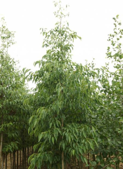 aulne-de-spaeth-alnus-spaethii-2.jpg